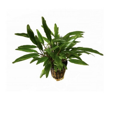 CRYPTOCORYNE NEVILLII