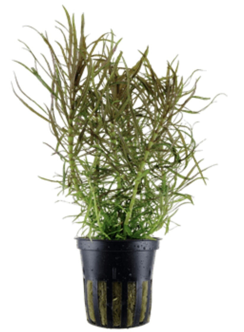 Pogostemon stellata Maceta