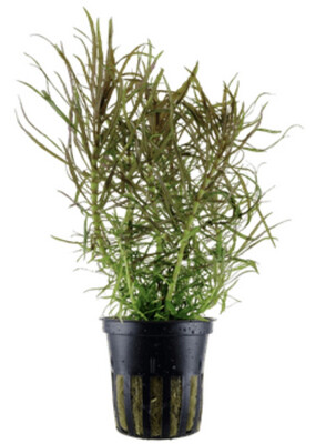 Pogostemon stellata Maceta