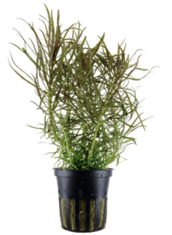 Pogostemon stellata Maceta