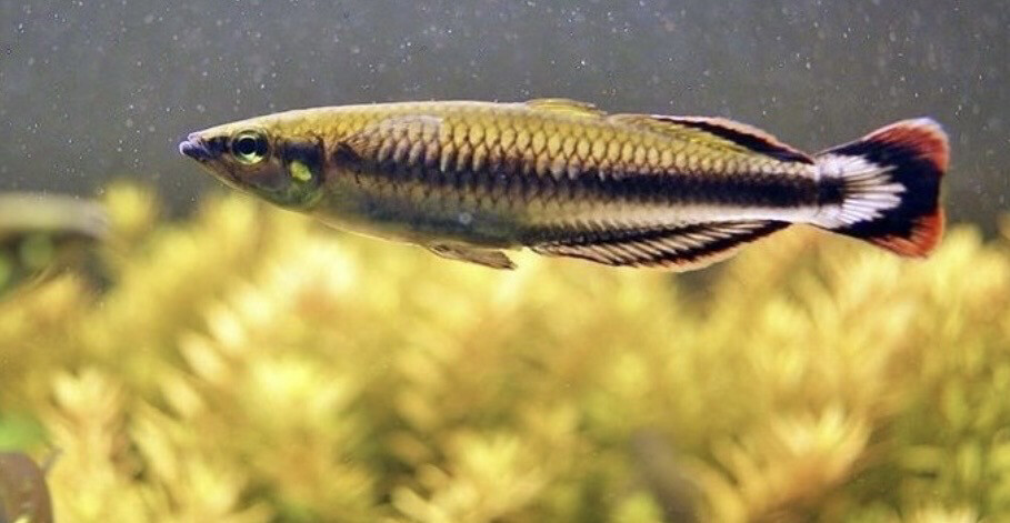 Bedotia geayi, pez espiga, pez arcoiris de Madagascar 4,0-4,5 cm