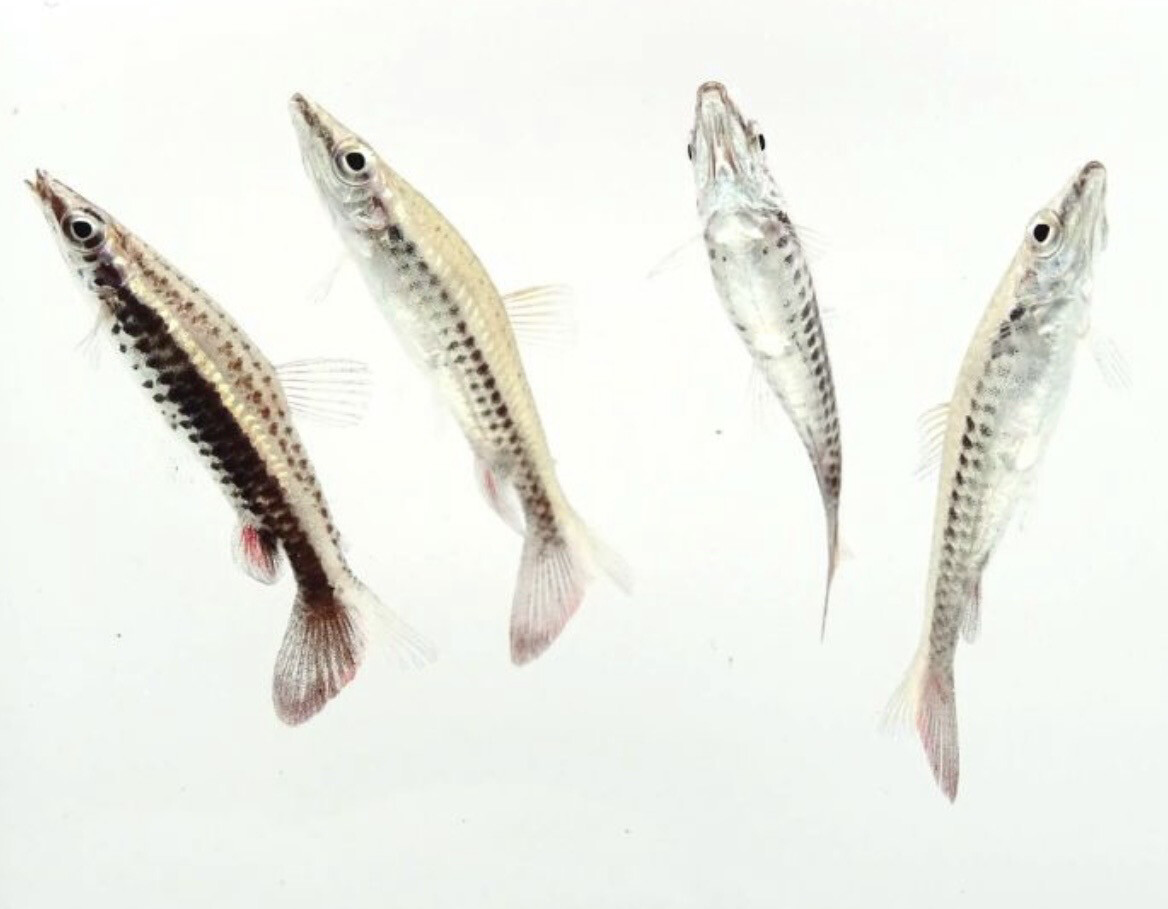 Nannostomus eques - Pez lápiz cohete