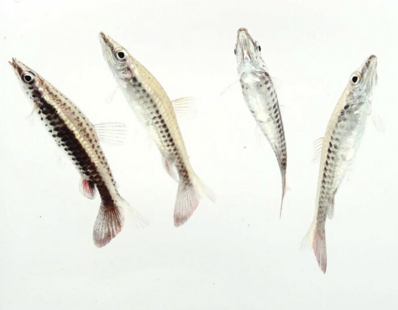 Nannostomus eques - Pez lápiz cohete
