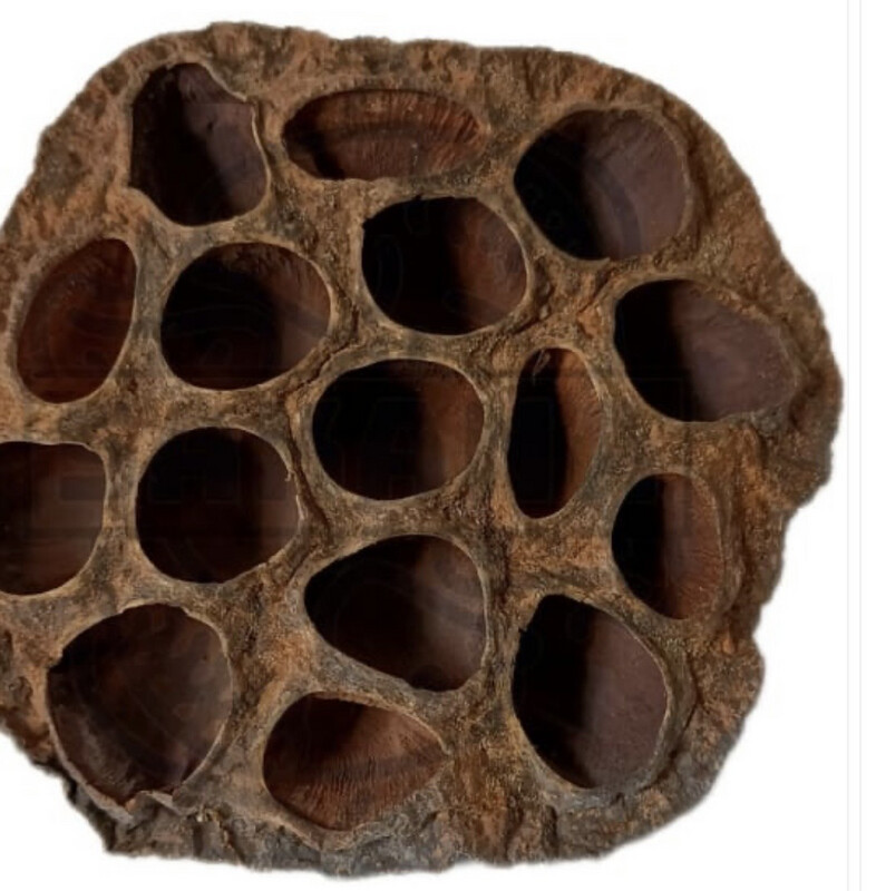 Cáscara de loto