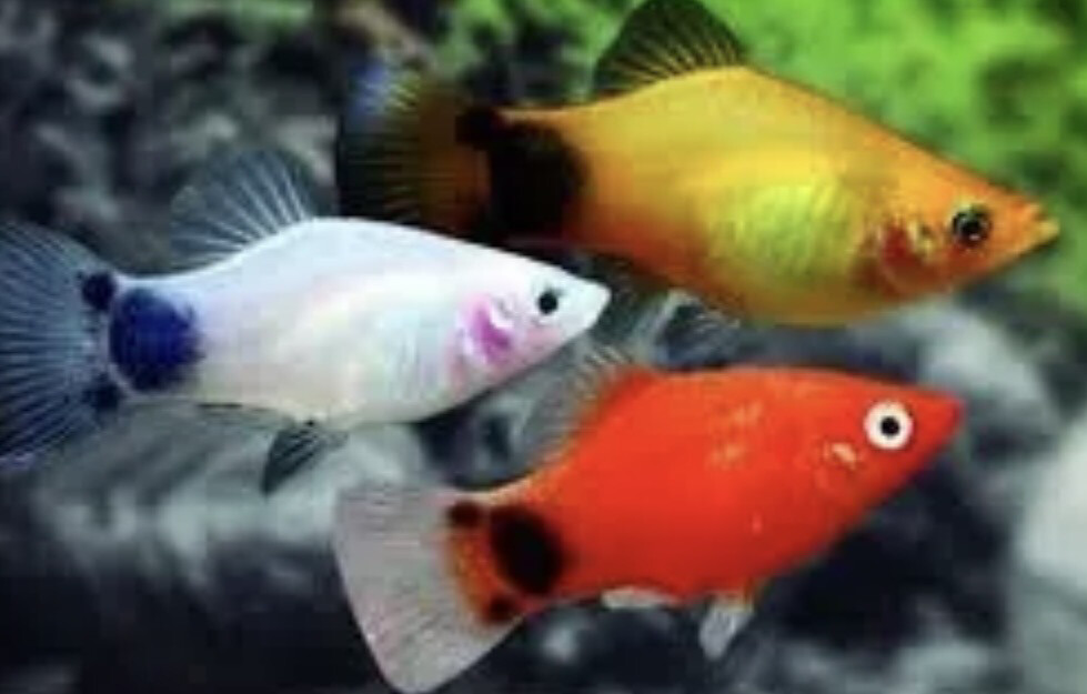 PLATY SURTIDO 3-3.5 CM