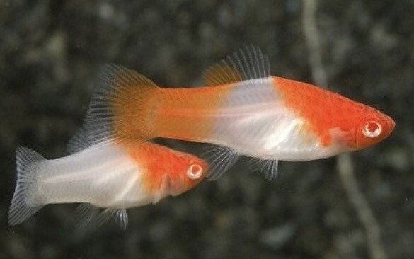 XIPHO KOHAKU