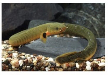 Erpetoichthys calabaricus. Pez serpiente calamita