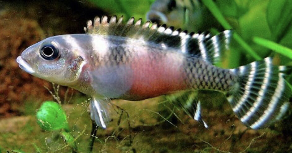 Nanochromis transvestitus