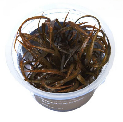 Cryptocoryne Spiralis pink Tiger in vitro