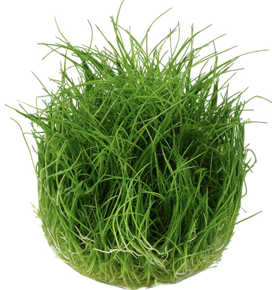 Eleocharis parvula in vitro