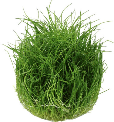 Eleocharis parvula in vitro