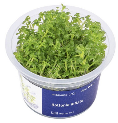 Hottonia inflata