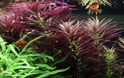 Limnophila hippuridoides in vitro