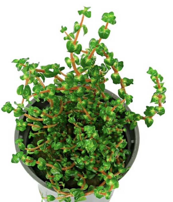 Rotala sp Pearl