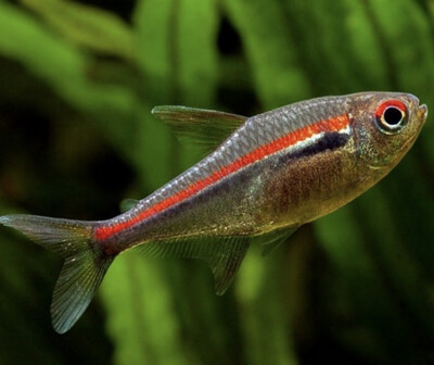 TETRA LINEA ROJA (amapaensis)