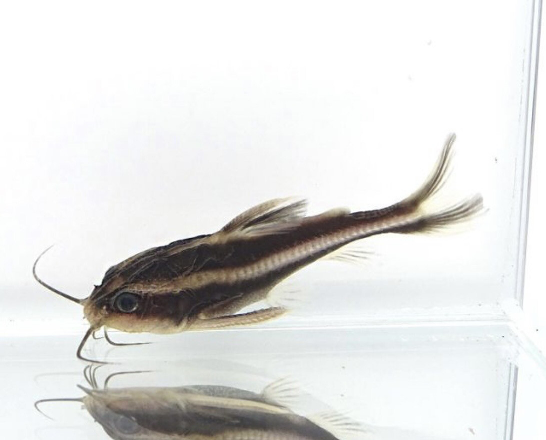 Platydora costatus - Pez gato rafaelo, chocolate o rayado hablador