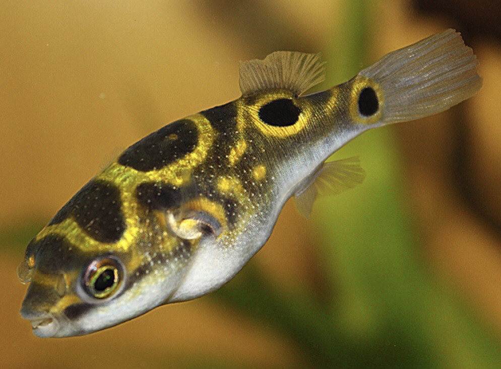 TETRAODON BIOCELLATUS pez globo figura 8