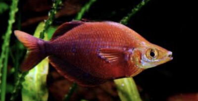 Pez arco iris rojo (Glossolepis incisus)