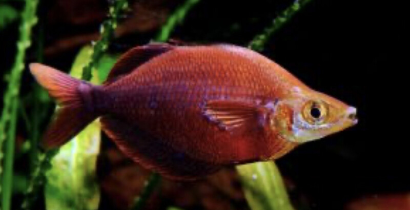 Pez arco iris rojo (Glossolepis incisus)