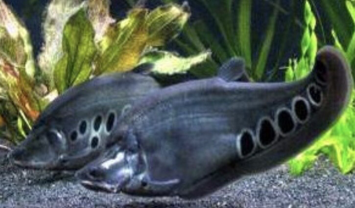 NOTOPTERUS CHITALA - PEZ CUCHILLO