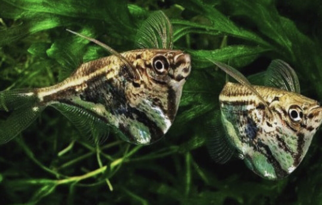 CARNEGIELLA STRIGATA - PEZ HACHA MARMOL