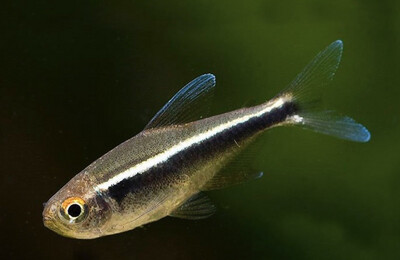 TETRA NEON NEGRO (Hyphessobrycon Herbertaxelrodi)