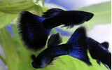 GUPPY BLUE DARK MOSCOW