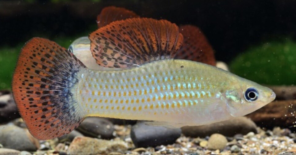 Poecilia salvatoris