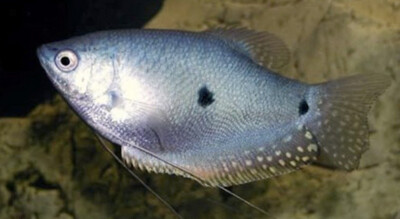 Gourami azul Tres puntos