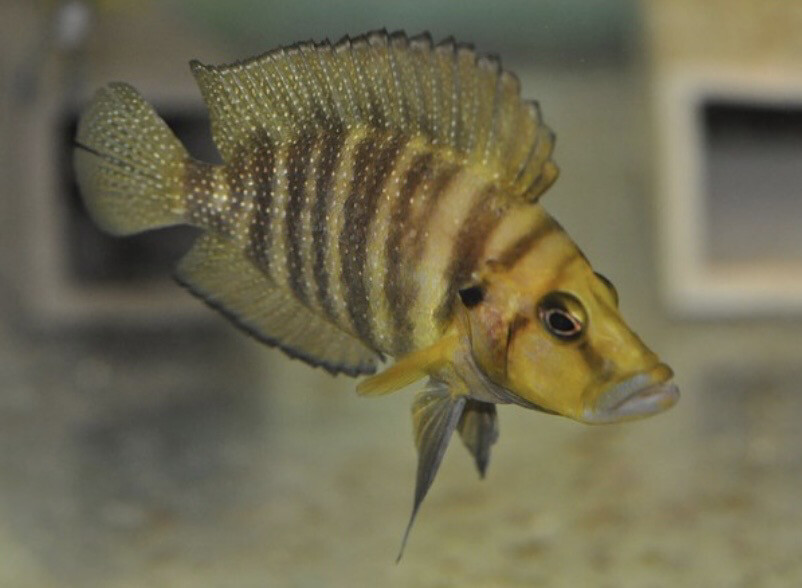 ALTOLAMPROLOGUS COMPRESSICEPS CHAITIKA