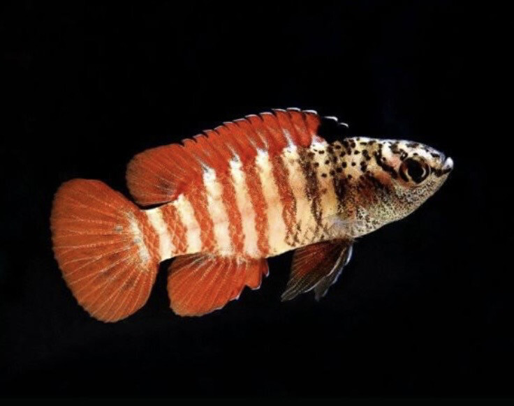 Black Tiger Badis