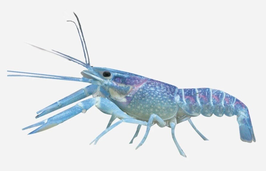 LANGOSTA AZUL