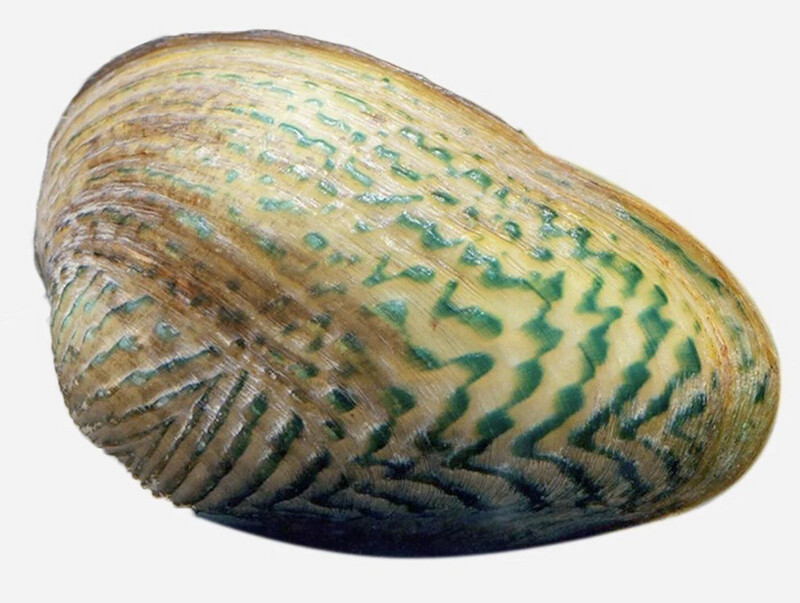 ALMEJA FILTRADORA DE REJILLA
