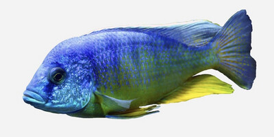 AULONOCARA NYASSAE AZUL