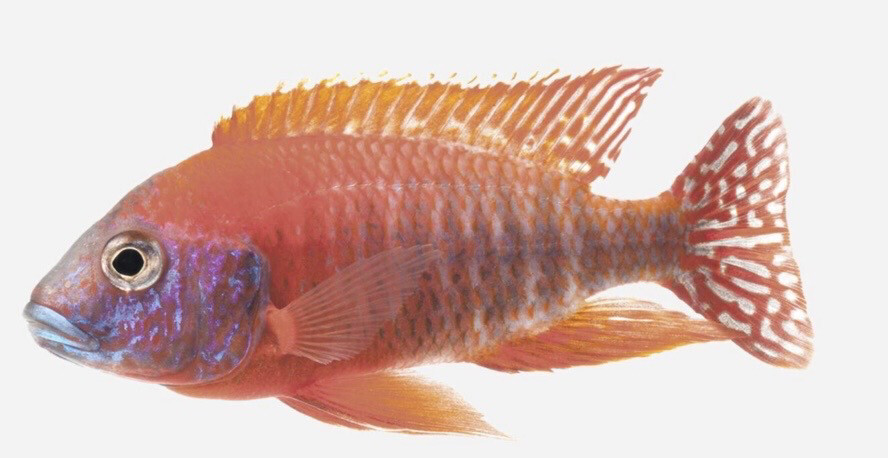 AULONOCARA PAVO REAL ROJO