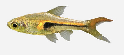 Rasbora heteromorpha | Rasbora Arlequín 
