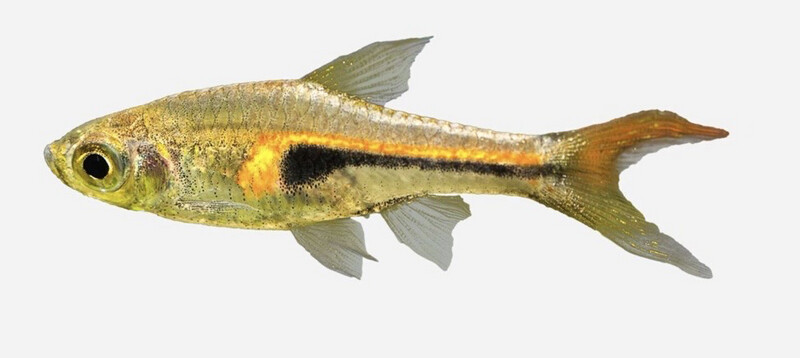 Rasbora heteromorpha | Rasbora Arlequín 