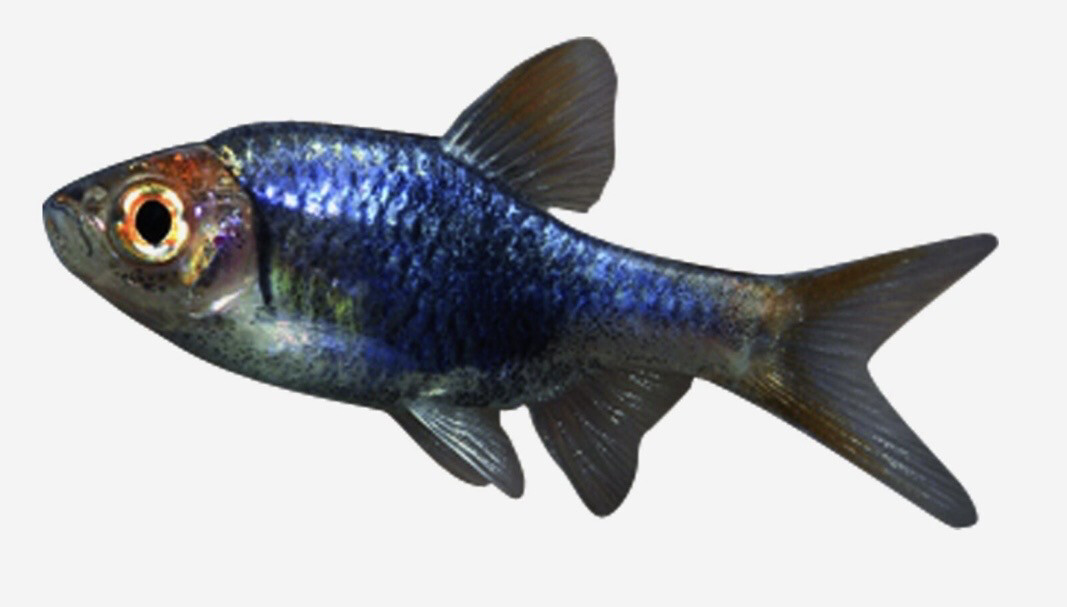 Tetra arlequín negro