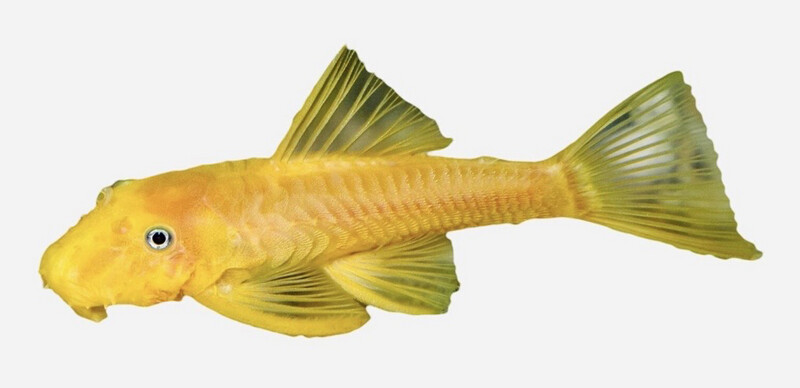 L144 – Ancistrus limón/naranja (S) <4cm