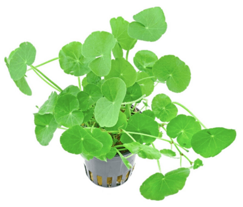 Hydrocotyle leucocephala