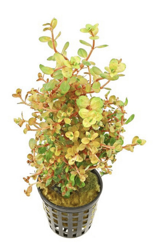 Rotala orange juice
