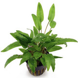 Cryptocoryne wendtii green