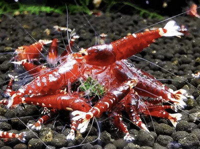 Productos para invertebrados