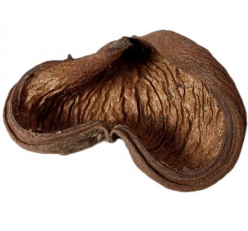 STERCULIA 
