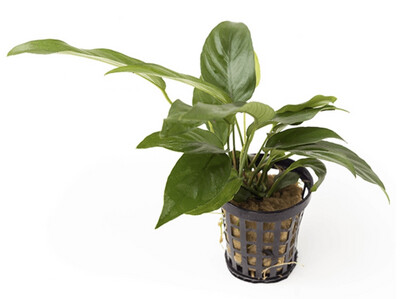 Anubias Coffeifolia