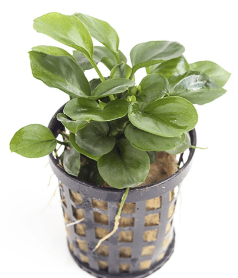 Anubias Barteri var. Nana Mini Mini