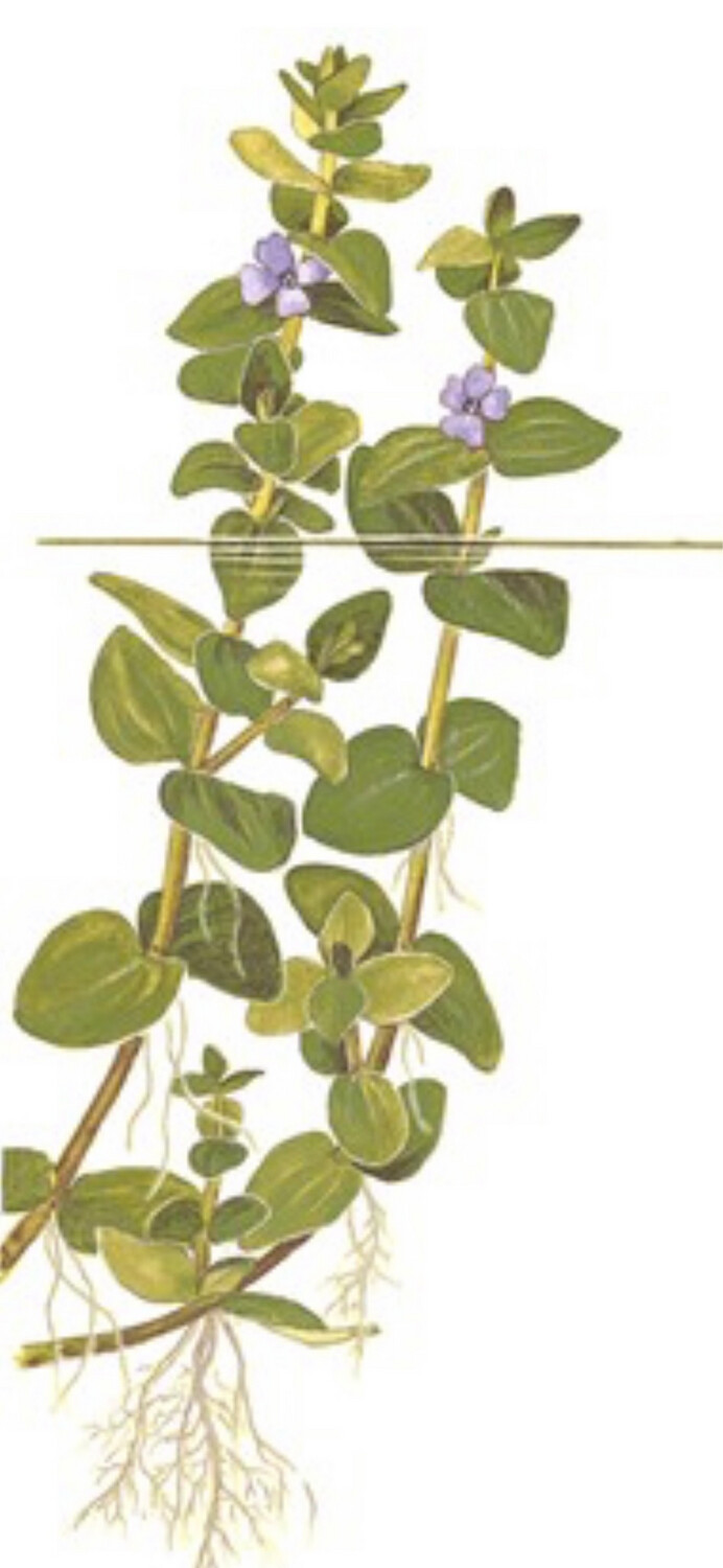 Bacopa caroliana