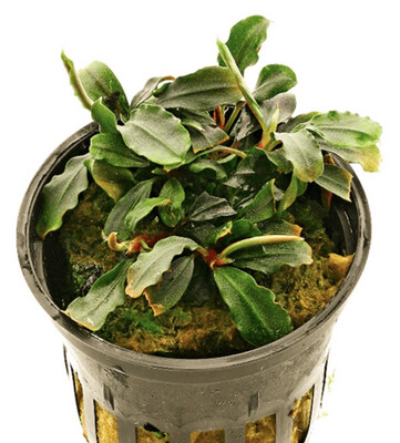 Bucephalandra Deep Purple in vitro