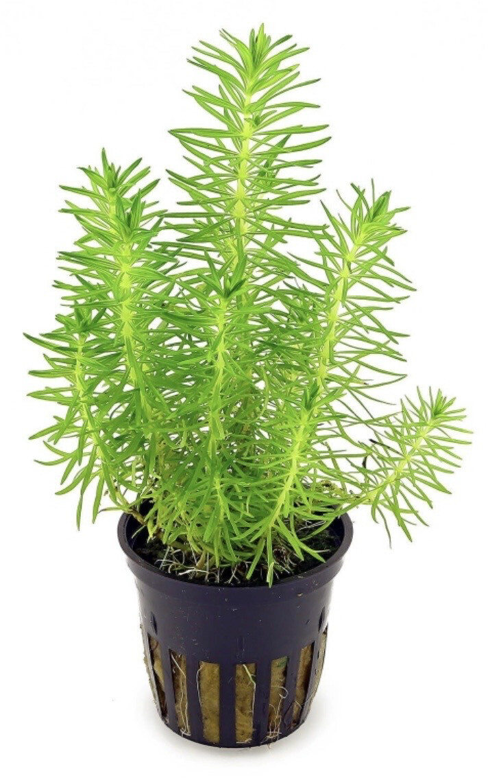 Pogostemon Erectus