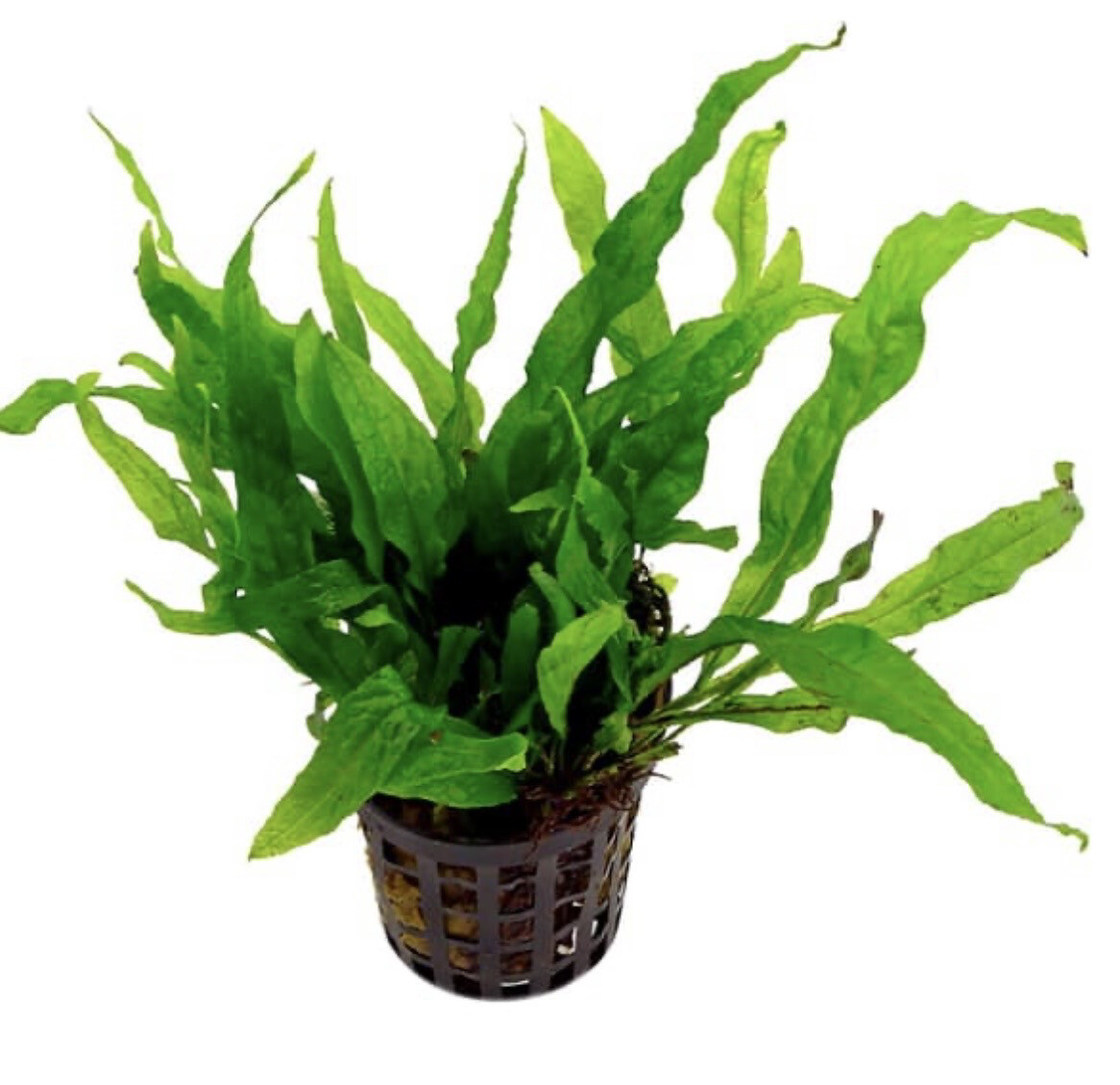 Microsorum Pteropus Petite